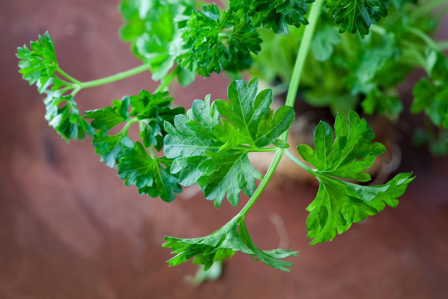 Why Is Your Parsley Turning Yellow? And How To Fix It) Soak And Soil