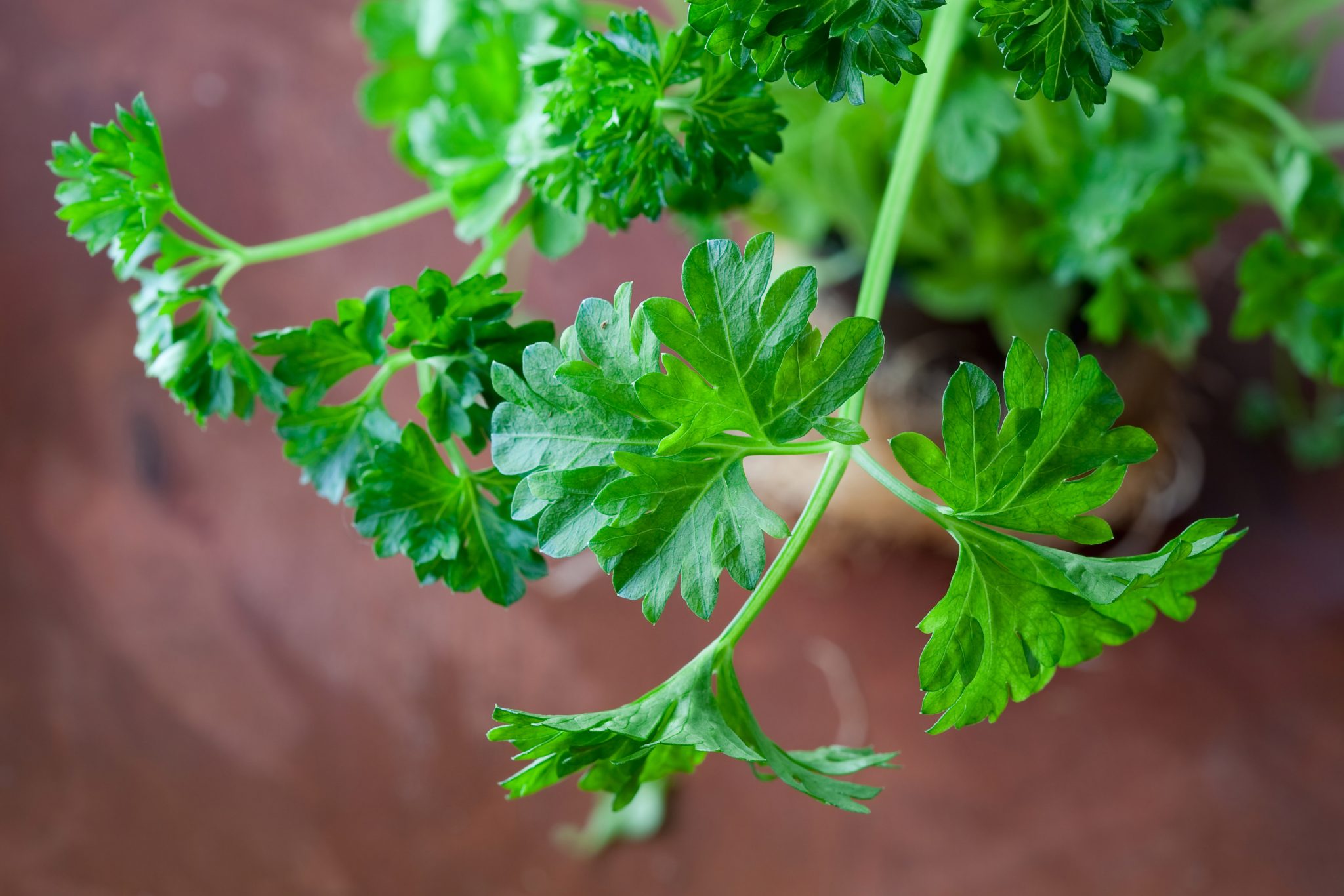 Why Is Your Parsley Turning Yellow? And How To Fix It) Soak And Soil