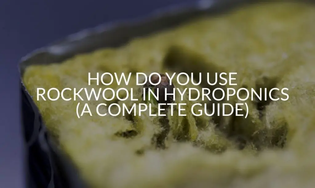 How Do You Use Rockwool In Hydroponics (A Complete Guide) Soak And Soil