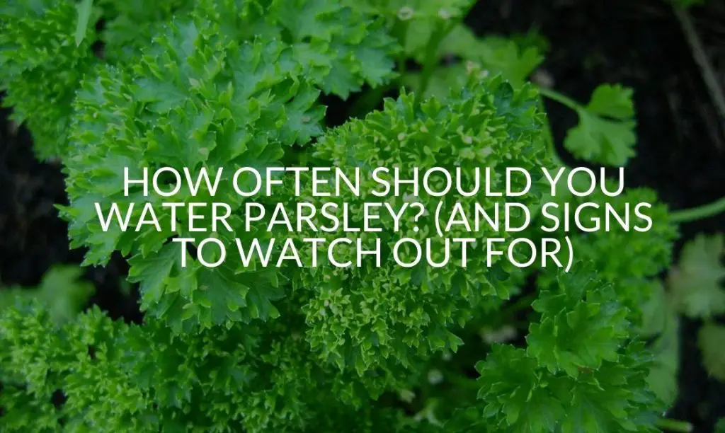 How Often Should You Water Parsley? (And Signs To Watch