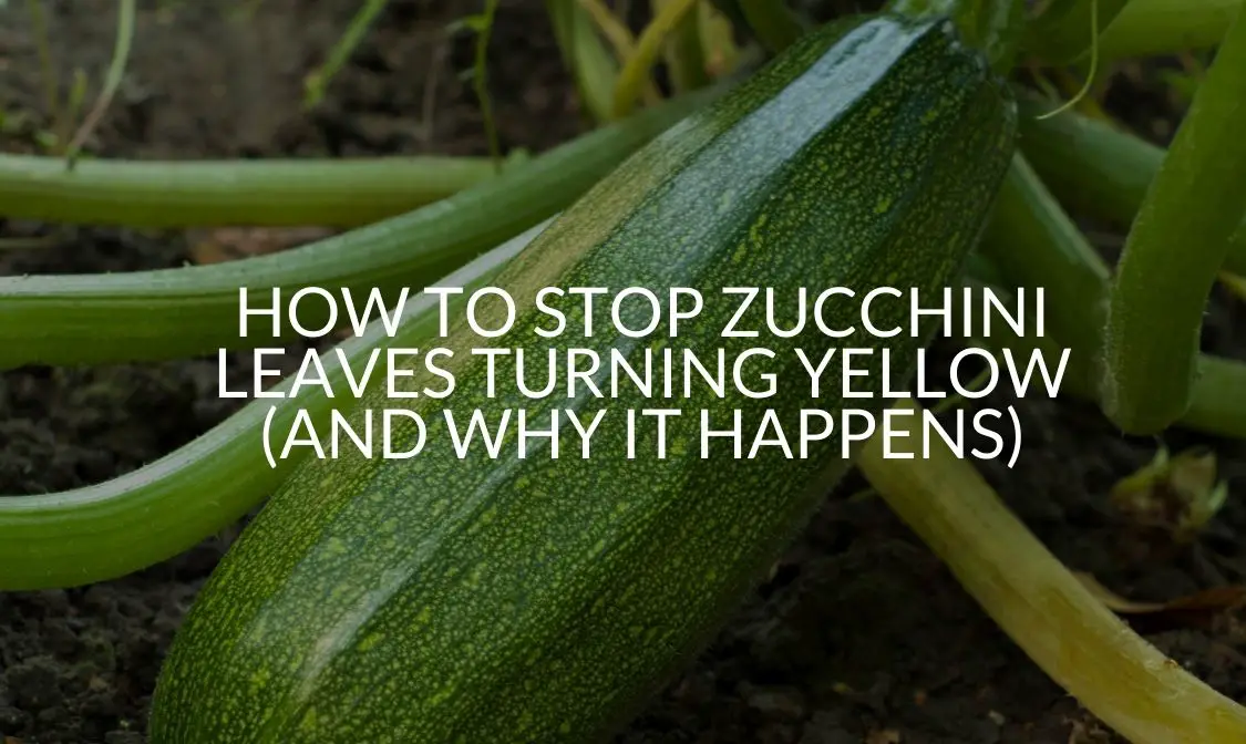 How To Stop Zucchini Leaves Turning Yellow (And Why It Happens)