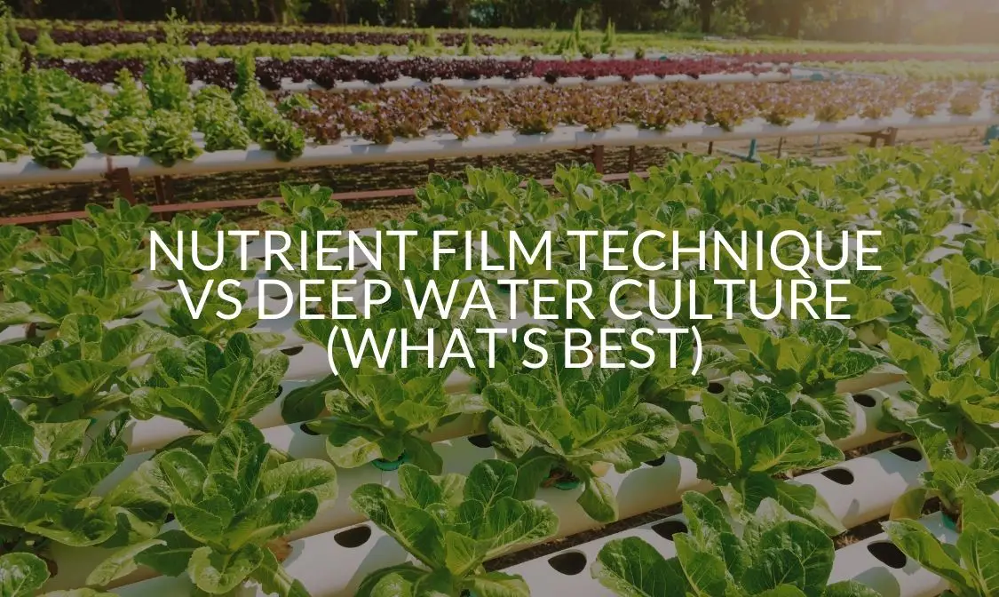 Nutrient Film Technique Vs Deep Water Culture (What's Best)