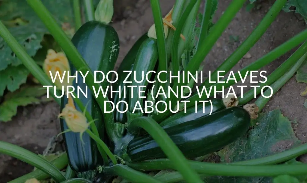 Why Do Zucchini Leaves Turn White (And What To Do About It) Soak And Soil