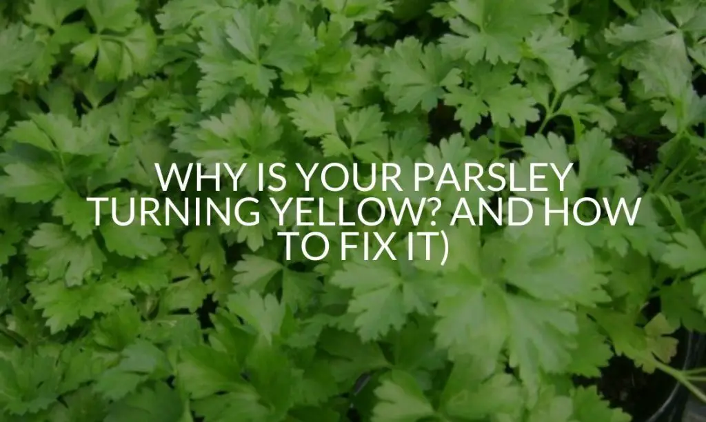 Why Is Your Parsley Turning Yellow? And How To Fix It) Soak And Soil