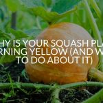 Why Is Your Squash Plant Turning Yellow (And What To Do About It)