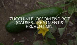 Zucchini Blossom End Rot (Causes, Treatment & Prevention)