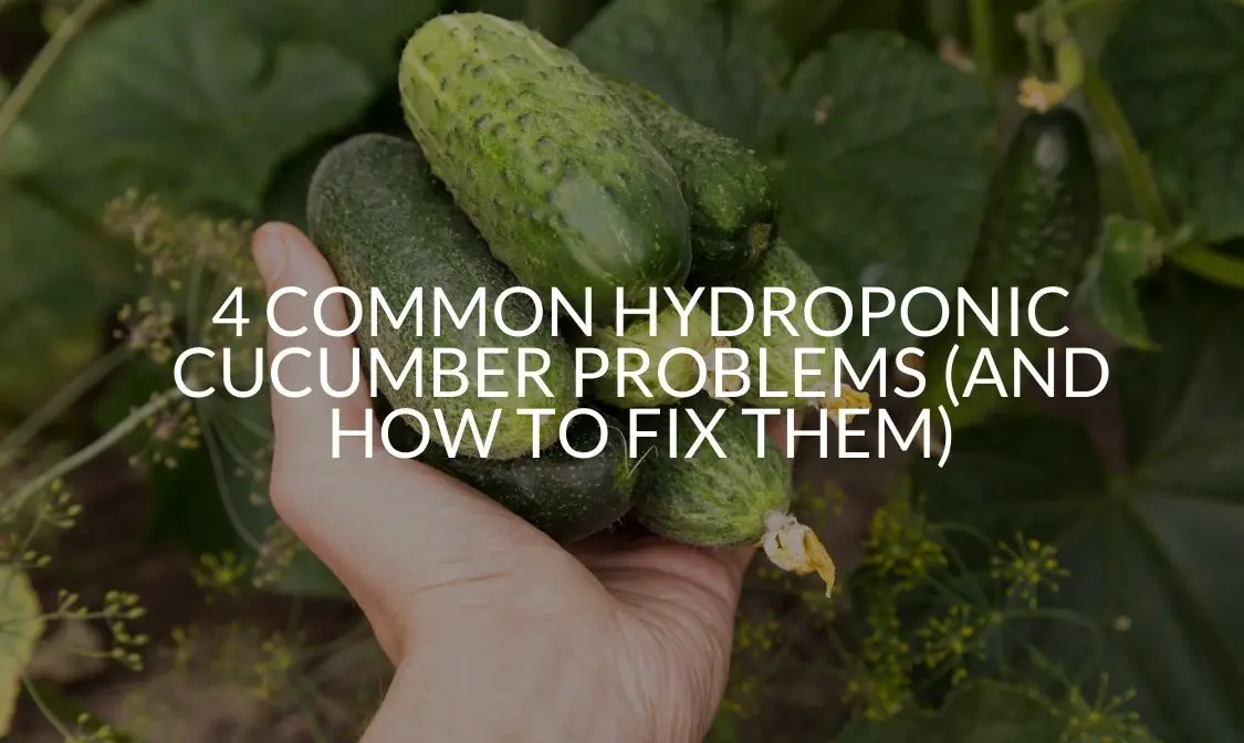 4 Common Hydroponic Cucumber Problems (And How To Fix Them)