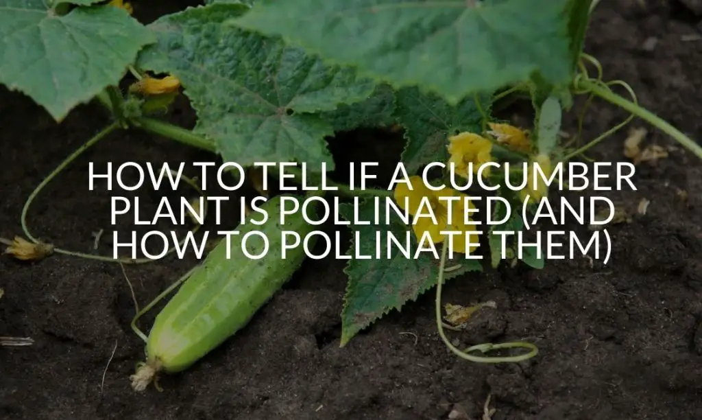 How To Tell If A Cucumber Plant Is Pollinated (And How To Pollinate