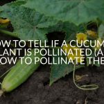 How To Tell If A Cucumber Plant Is Pollinated (And How To Pollinate Them)