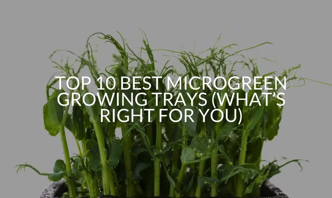 Top 10 Best Microgreen Growing Trays (What’s Right For You)
