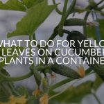 What To Do For Yellow Leaves On Cucumber Plants In A Container