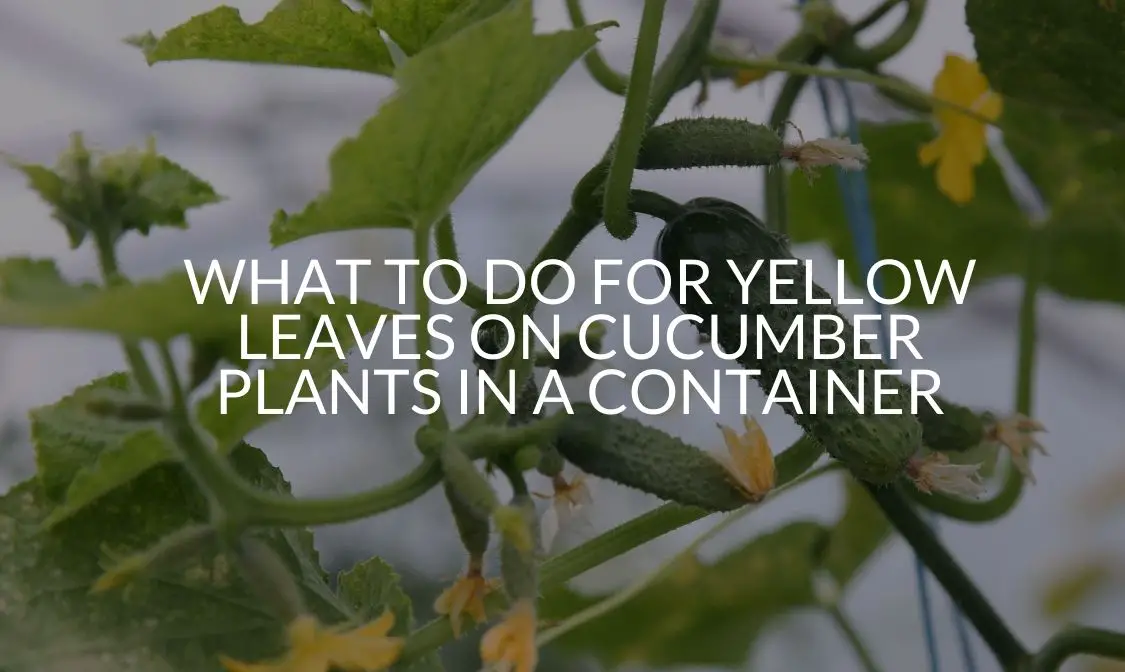 What To Do For Yellow Leaves On Cucumber Plants In A Container