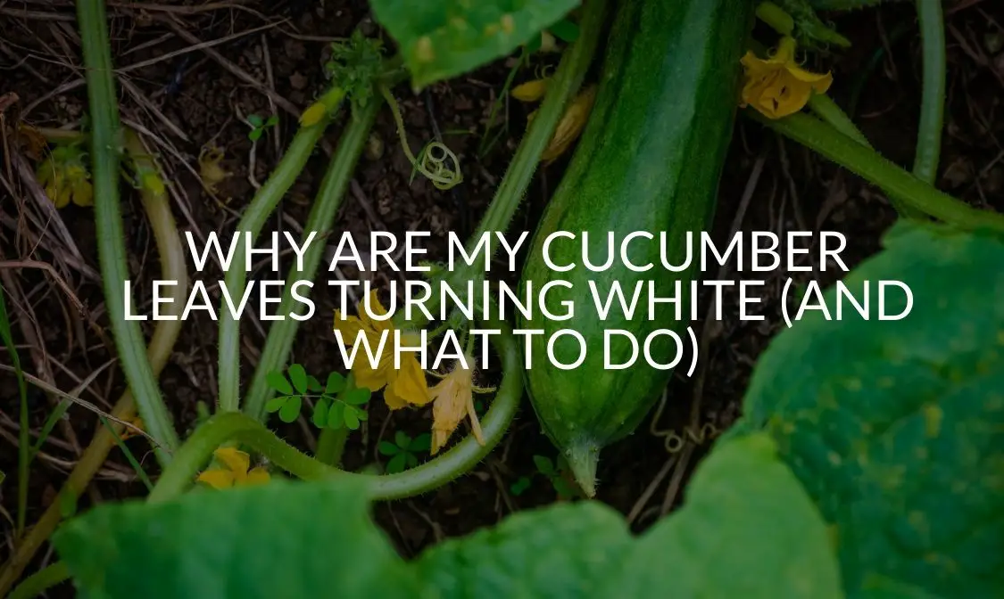 Why Are My Cucumber Leaves Turning White (And What To Do)