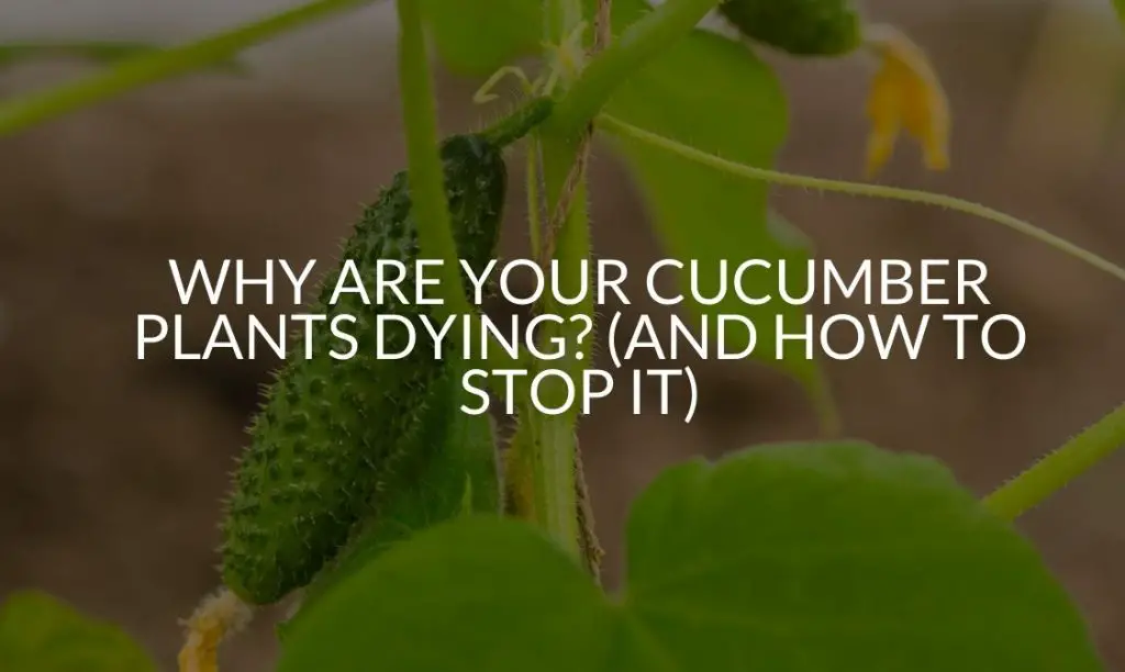 Why Are Your Cucumber Plants Dying? (And How To Stop It) Soak And Soil