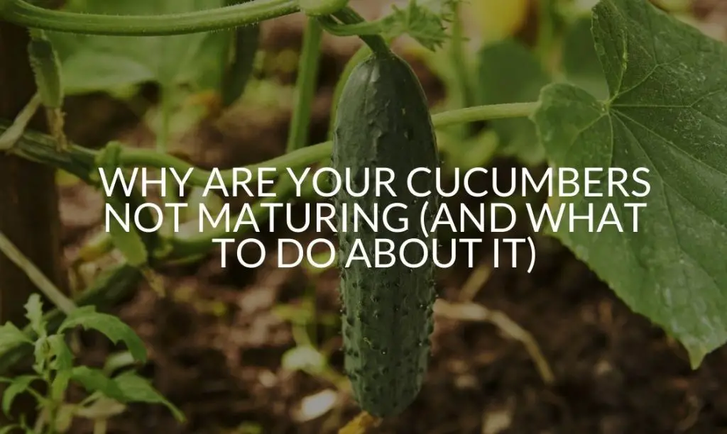 Why Are Your Cucumbers Not Maturing (And What To Do About It) Soak