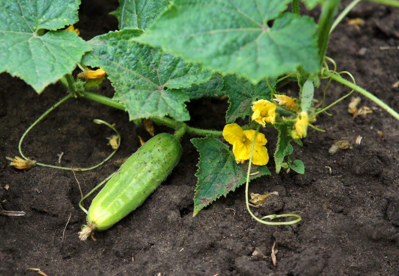 Why Are Your Cucumbers Not Maturing (And What To Do About It) Soak