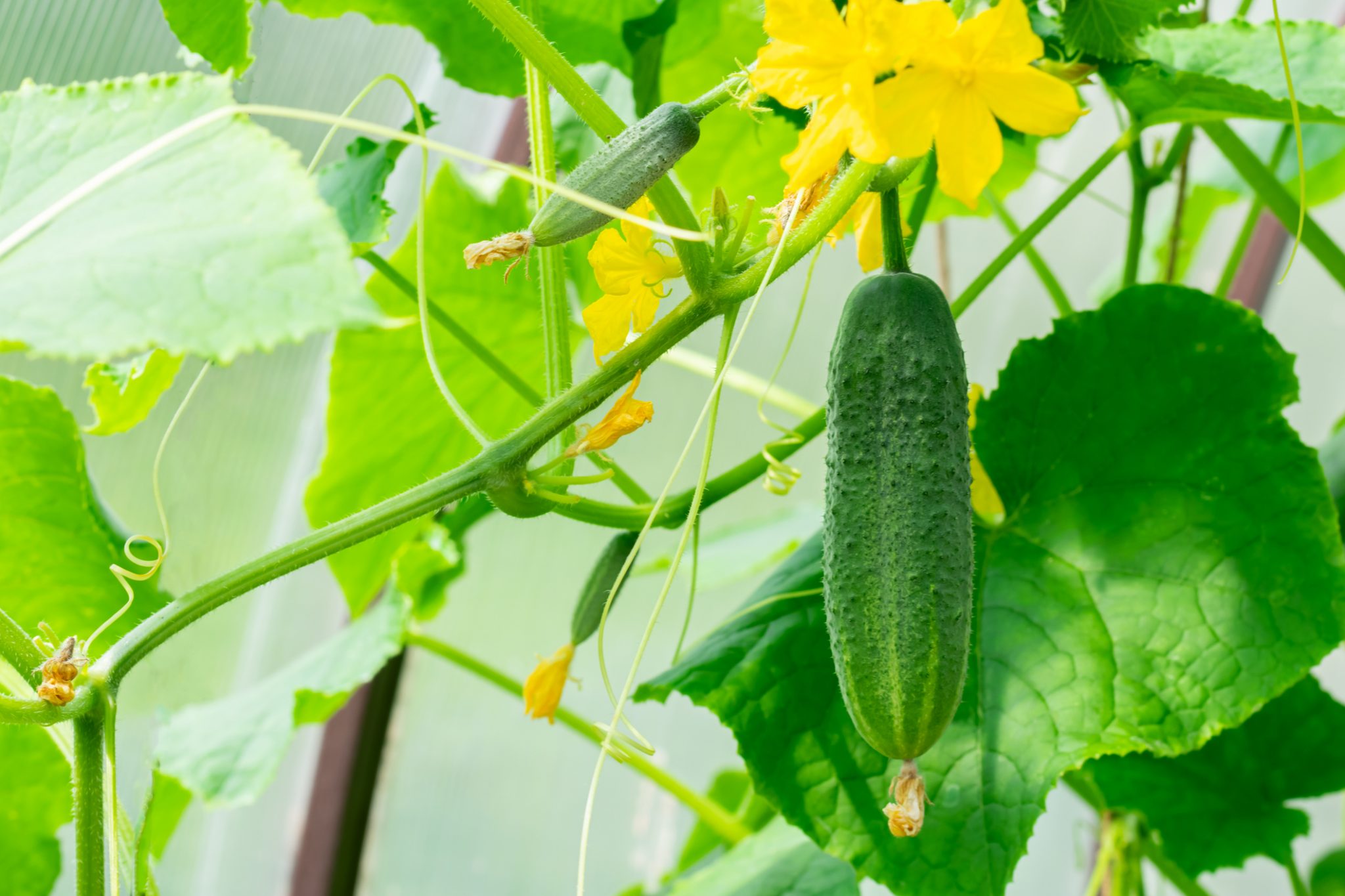 Why Are Your Cucumbers Not Maturing (And What To Do About It) Soak