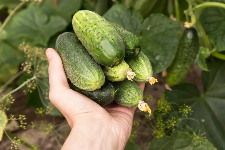 4 Common Hydroponic Cucumber Problems (And How To Fix Them) Soak And Soil