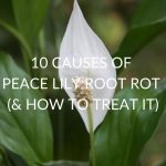 10 Causes Of Peace Lily Root Rot (& How To Treat It)