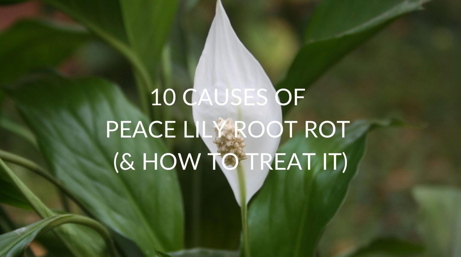 10 Causes Of Peace Lily Root Rot (& How To Treat It) Soak And Soil