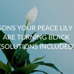 11 Reasons Your Peace Lily Leaves Are Turning Black (Solutions Included)