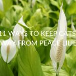 11 Ways To Keep Cats Away From Peace Lilies