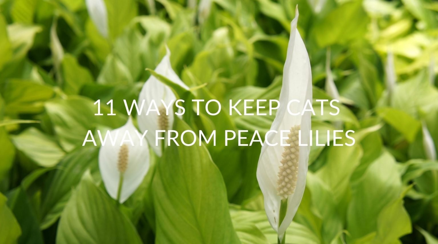 11 Ways To Keep Cats Away From Peace Lilies Soak And Soil