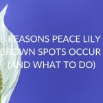 8-REASONS-PEACE-LILY-BROWN-SPOTS-OCCUR-AND-WHAT-TO-DO