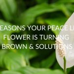 8 Reasons Your Peace Lily Flower Is Turning Brown (+ Solutions)