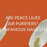 Are Peace Lilies Air Purifiers? (The Famous Nasa Study)