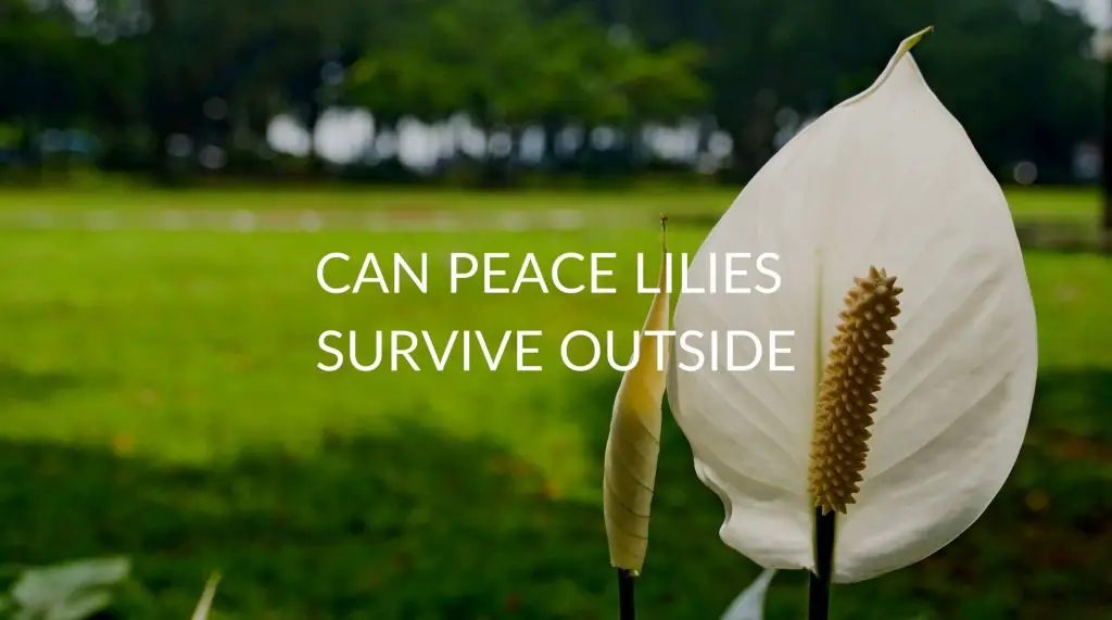 Can Peace Lilies Survive Outside (5 Things To Consider) Soak And Soil