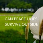 ​​Can Peace Lilies Survive Outside (5 Things To Consider)
