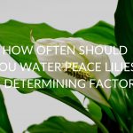 How Often Should You Water Peace Lilies? (6 Determining Factors)