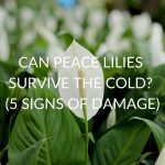 Can Peace Lilies Survive The Cold? (5 Signs Of Damage)