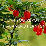 Can You Repot Habanero Plants?