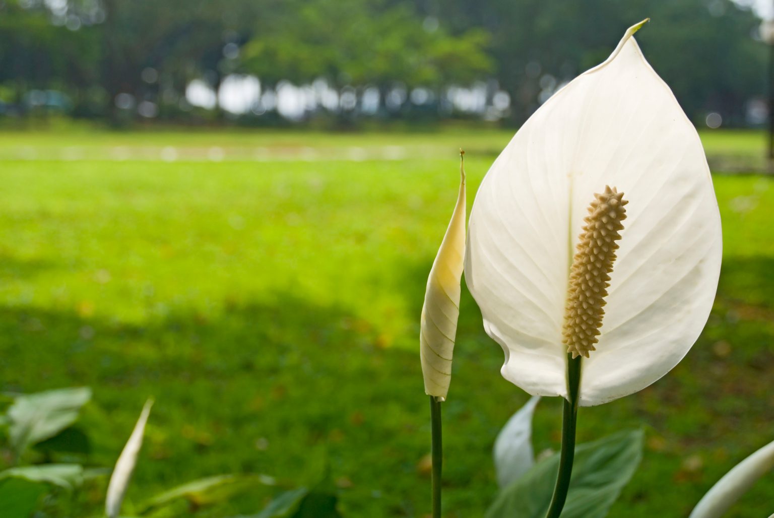 Can Peace Lilies Survive Outside (5 Things To Consider) Soak And Soil