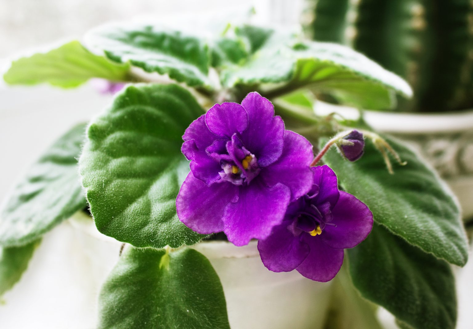 Why Do African Violet Leaves Droop Soak And Soil