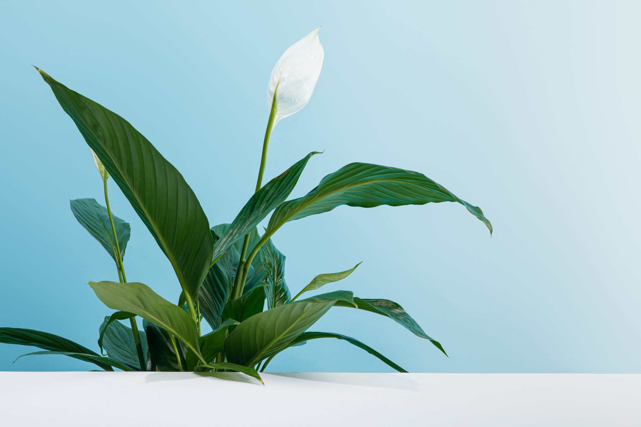 11 Reasons Your Peace Lily Leaves Are Turning Black (Solutions Included ...