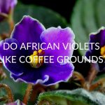 Do African Violets Like Coffee Grounds?