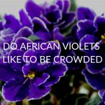 Do-African-Violets-Like-To-Be-Crowded