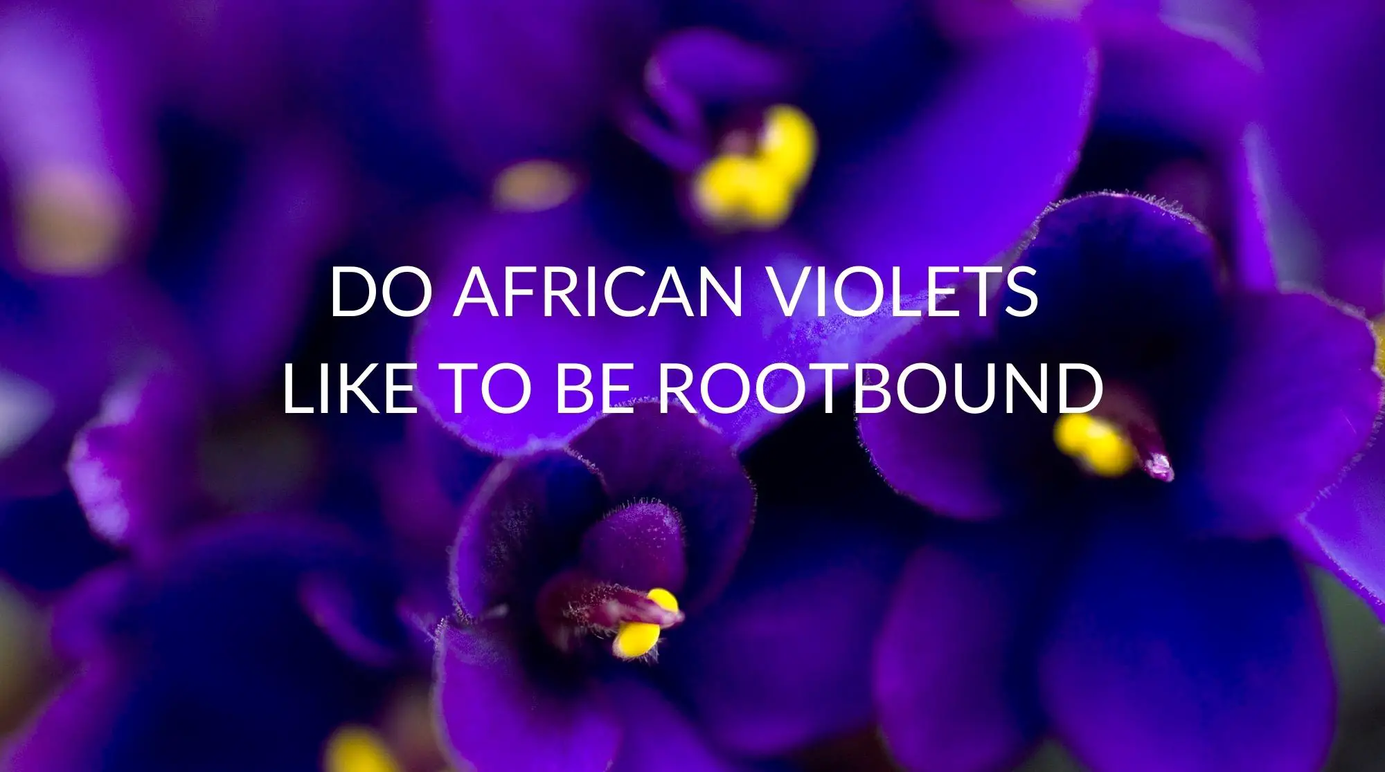 Do-African-Violets-Like-To-Be-Rootbound