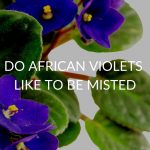 Do African Violets Like To Be Misted