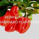 How Long Can Habanero Plants Live