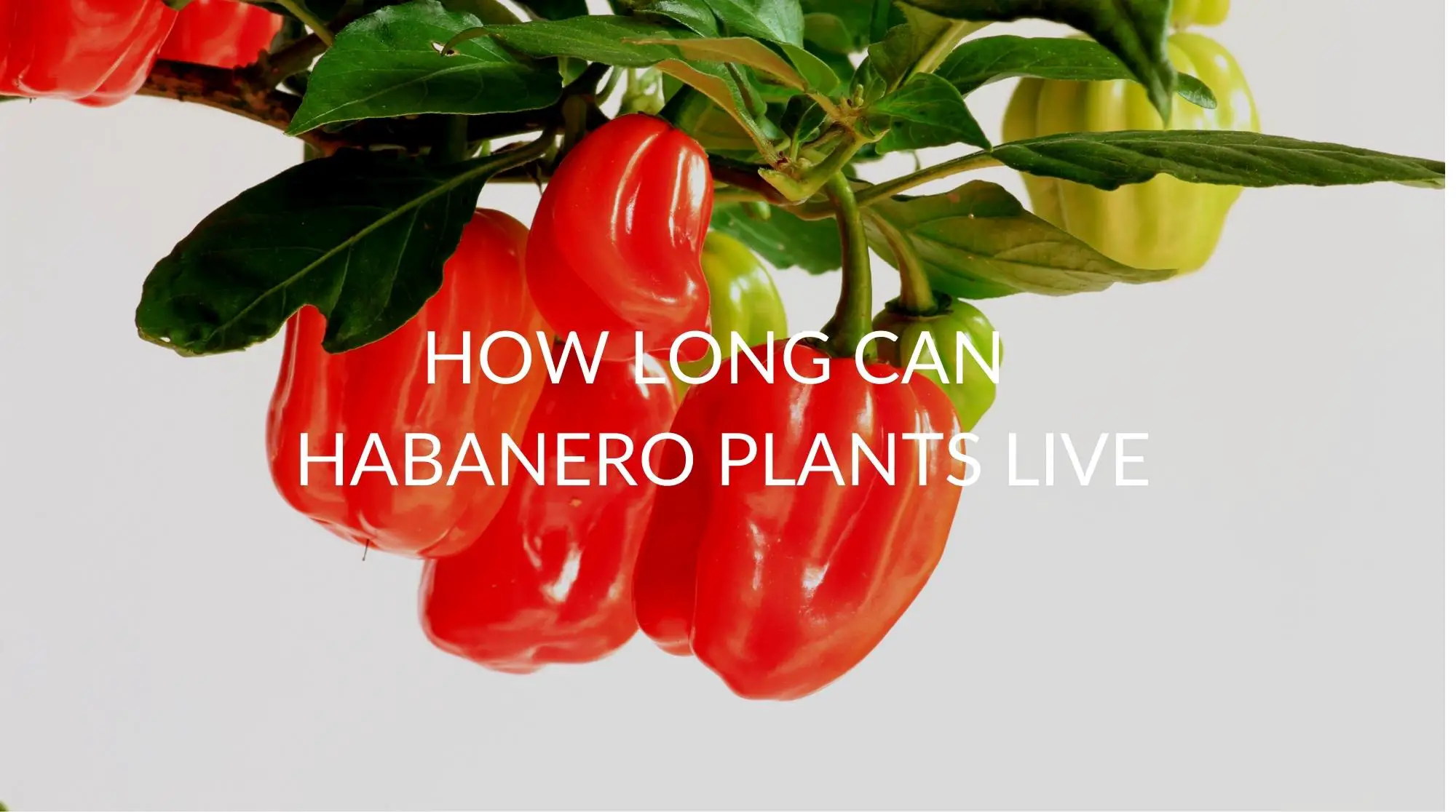 How-Long-Can-Habanero-Plants-Live