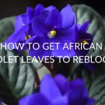 How-To-Get-African-Violet-Leaves-To-Rebloom