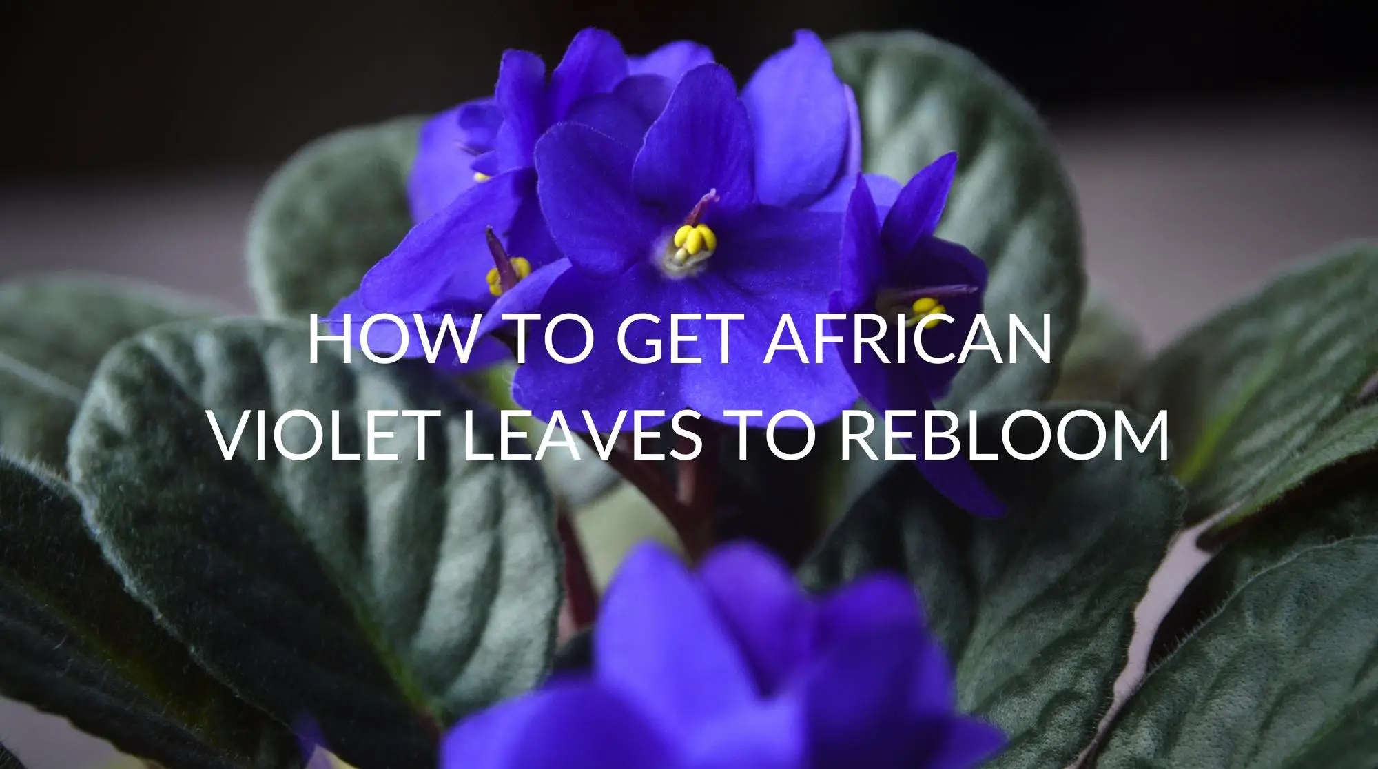How-To-Get-African-Violet-Leaves-To-Rebloom