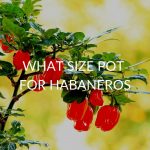 What Size Pot For Habaneros