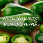 When To Harvest Jalapeno Peppers