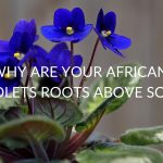 Why Are Your African Violets Roots Above Soil?
