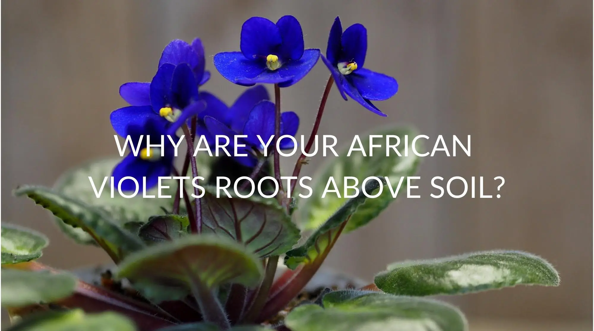 Why-Are-Your-African-Violets-Roots-Above-Soil